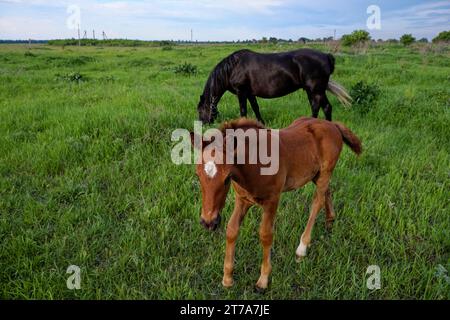 A black horse and a brown foal are in a green field under a blue sky. They are surrounded by nature, grazing peacefully. Stock Photo