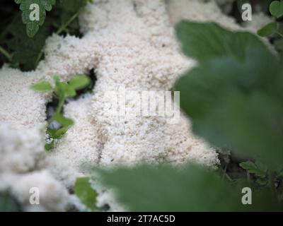 Slime mold Brefeldia maxima Stock Photo