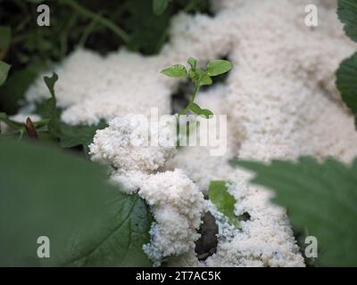 Slime mold Brefeldia maxima Stock Photo