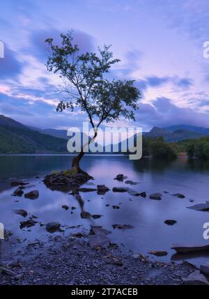 The iconic Lone Tree surrounded by the calm waters of Llyn Padarn with the hills of Snowdonia in the background and chippings of Welsh slate in front Stock Photo