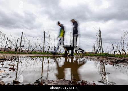 Bensheim Auerbach, Germany. 14th Nov, 2023. A man uses a leaf blower to ...