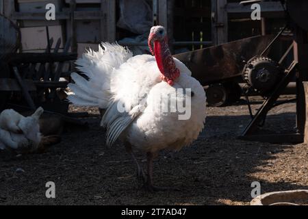 A white turkey bird in the backyard of farm. A beautiful important bird is turkey. Turkey farming. Natural healthy poultry meat for cooking festive di Stock Photo