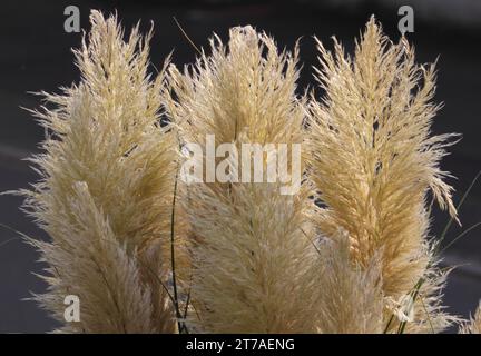 Cortaderia selloana, commonly known as pampas grass, is a flowering plant native to southern South America, including the Pampas region after which it Stock Photo