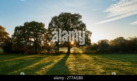 Tree in landscape in North London with setting sun. Stock Photo