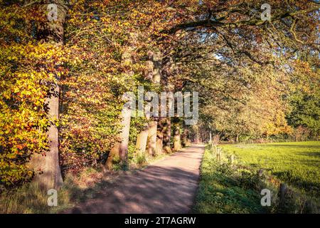 Old beech trees along hiking path in Belgian forest. Stock Photo