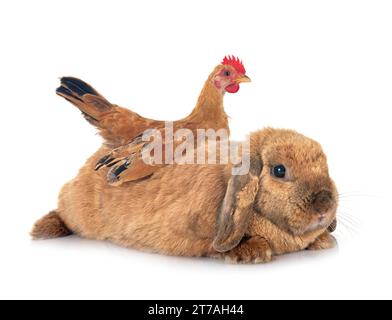 rabbit and chicken in front of white background Stock Photo - Alamy