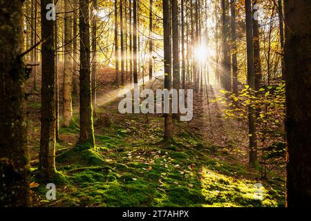 Sun's rays shine through the dark forest in autumn morning. Stock Photo