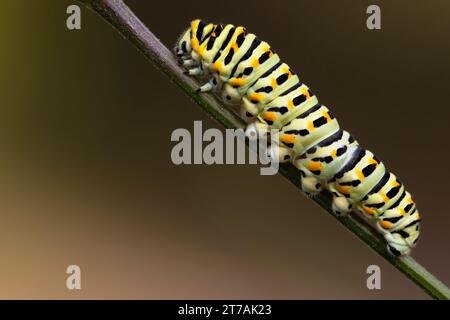 papilio machaon caterpillar perched on a twig for the chrysalis phase, with degraded background. horizontal and copy space. Stock Photo