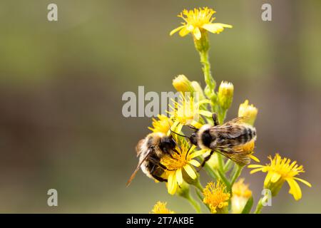 two bees collecting nectar on a yellow flower in the sun. macro photograph of insect fauna in horizontal position. copy space. Stock Photo