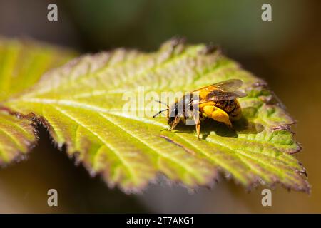 bee perched on the leaf of a bush smeared with pollen. horizontal macro nature photograph of pollinating animals. Copy Space. Stock Photo