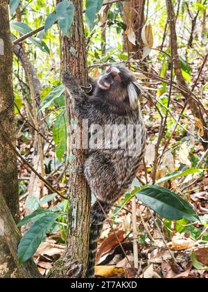 monkey known as star tamarin outdoors in Rio de Janeiro, Brazil. Stock Photo