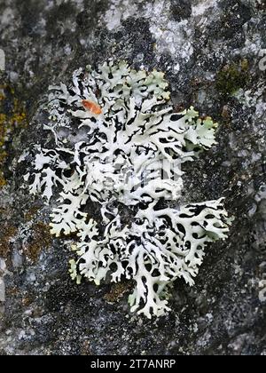 Hypogymnia vittata, a monks-hood lichen growing on rock surface in Finland, no common English name Stock Photo
