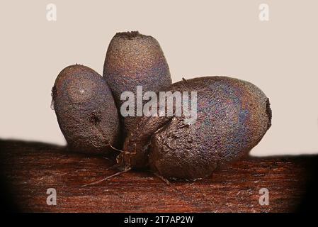 Lamproderma zonatum, a nivicolous slime mold from Finland, microscope image Stock Photo