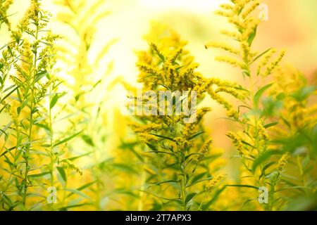 Wild Goldenrod, or Solidago, growing in the mountains of Western North Carolina. Stock Photo