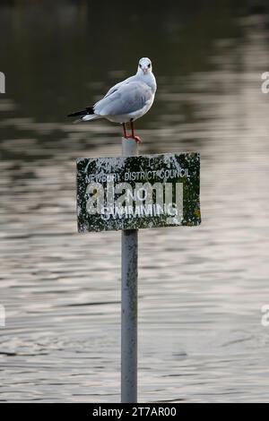 A black headed gull is perched on top of a council sign stating no swimming. The sign is positioned in the lake and the gull is looking at the camera. Stock Photo
