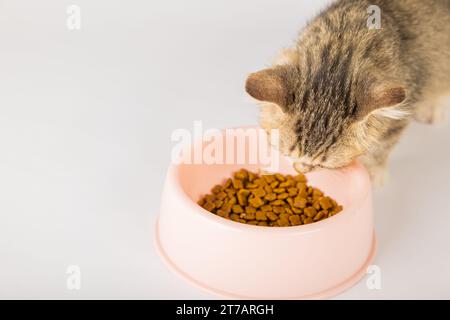 An isolated adorable tabby cat sits next to a food bowl on the floor eating a delicious meal. The Stock Photo