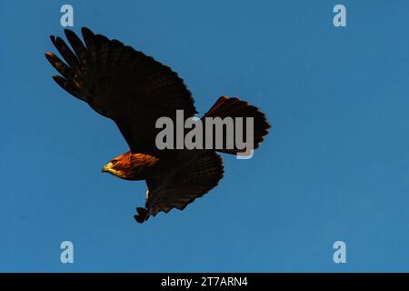 Red-tailed hawk flight at Queens, New York City public park Stock Photo