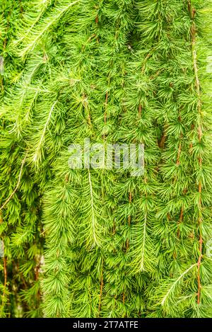 Larches are conifers in genus Larix, in family Pinaceae. Growing from 20 to 45 m tall, they are native to much of cooler temperate northern hemisphere Stock Photo
