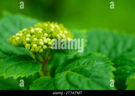 Spiraea vanhouttei in early summer before flowering. Stock Photo