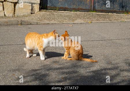Cat and kitten in contact. Stock Photo