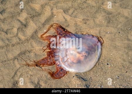 Jellyfish washed ashore on Playa Honda beach, seaside barrio Capurro of the city Montevideo, Uruguay, South America Stock Photo