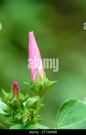 Malva is a genus of about 25–30 species of herbaceous annual, biennial, and perennial plants in family Malvaceae, one of several closely related gener Stock Photo