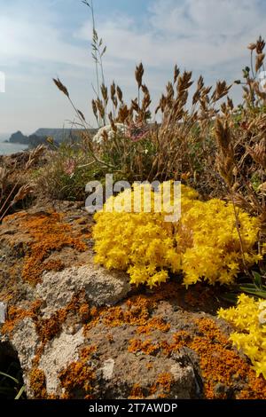 Biting stonecrop (Sedum acre) clumps flowering on rocks on a clifftop, The Lizard, Cornwall, UK, June. Stock Photo