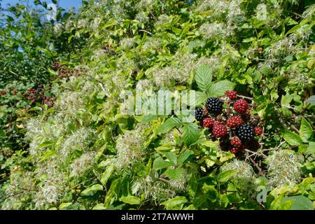 Blackberries (Rubus fruticosus) ripening in a hedgerow alongside Old man’s beard (Clematis vitalba) seed heads, Wiltshire, UK, September. Stock Photo