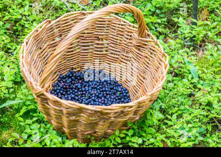 Blueberries are perennial flowering plants with indigo-colored berries from section Cyanococcus within genus Vaccinium (genus that also includes cranb Stock Photo