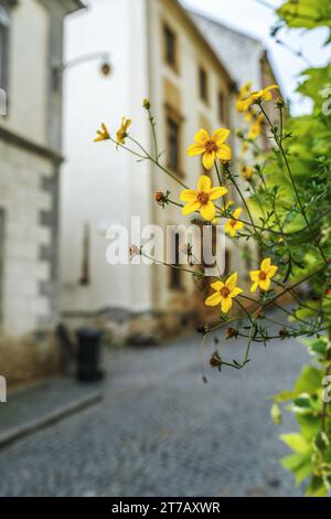 Bidens ferulifolia, common names Apache beggarticks and fern-leaved beggarticks, is a biannual to perennial herb in the family Asteraceae. Stock Photo
