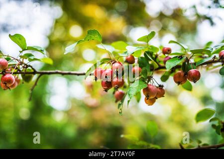 Malus sylvestris, the European crab apple, is a species of the genus Malus, native to Europe. Its scientific name means forest apple, and the truly wi Stock Photo