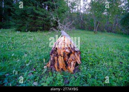 A small old rotten tree broken during a storm. Summer storm time in Latvian forest. Stock Photo