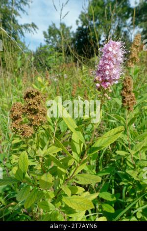Billard’s bridewort (Spiraea x billardii / Spiraea salicifolia agg.)) garden escape naturalised in the UK, flowering in a meadow, Wiltshire, UK, Sept. Stock Photo