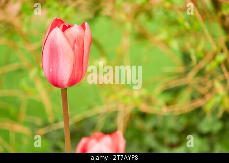 Tulips (Tulipa) form genus of spring-blooming perennial herbaceous bulbiferous geophytes (having bulbs as storage organs). Tulip is a member of Liliac Stock Photo