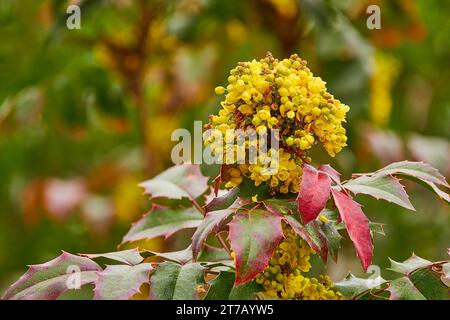 Mahonia aquifolium (Oregon-grape or Oregon grape) is a species of flowering plant in the family Berberidaceae, native to western North America. Stock Photo