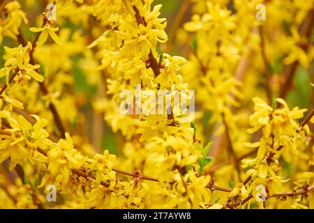 Forsythia (Easter tree) is genus of flowering plants in olive family Oleaceae. There are about 11 species, mostly native to eastern Asia, but one nati Stock Photo