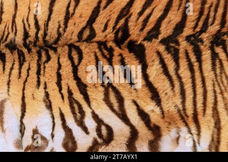 real tiger skin texture, animalpelt background for your design Stock Photo