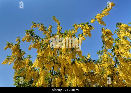 Golden rain tree / Laburnum (Laburnum x watereri 'Vossii') flowering against blue sky, Wiltshire garden, UK, June. Stock Photo