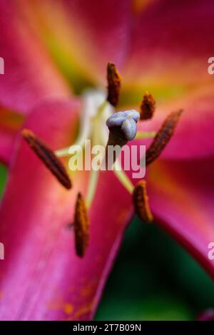 Oriental lily (Lilium orientalis) flower stigma and anthers, Wiltshire garden, UK, July Stock Photo