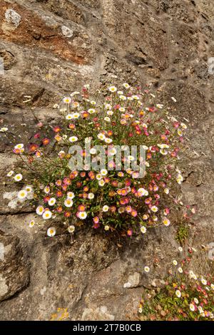 Mexican fleabane (Erigeron karvinskianus) a South American plant naturalised in the UK, flowering on a cottage wall, The Lizard, Cornwall, UK, June. Stock Photo