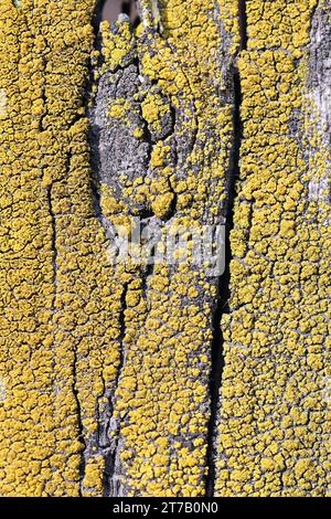 Candelariella vitellina, an eggyolk lichen growing on timber in Finland Stock Photo