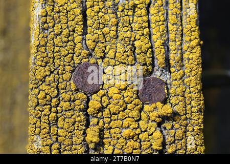 Candelariella vitellina, an eggyolk lichen growing on timber in Finland Stock Photo