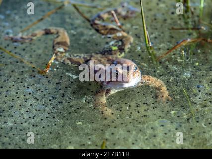 European Common brown Frog in latin Rana temporaria with eggs Stock Photo