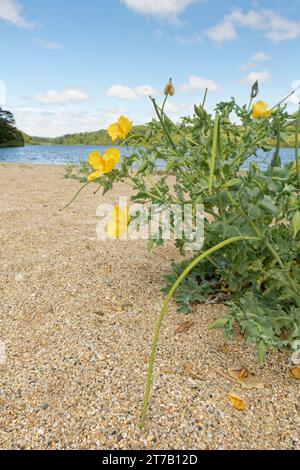 Yellow horned poppy (Glaucium flavum) clumps flowering on Loe Bar beach beside Loe Pool, Porthleven, The Lizard, Cornwall, UK, June. Stock Photo