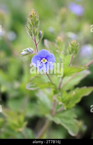 Veronica chamaedrys, commonly known as Germander speedwell or Bird’s-eye speedwell, wild flowering plant from Finland Stock Photo