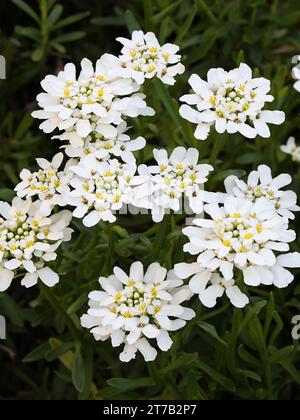 Evergreen candytuft, Iberis sempervirens, also known as perennial candytuft, an early spring flower Stock Photo