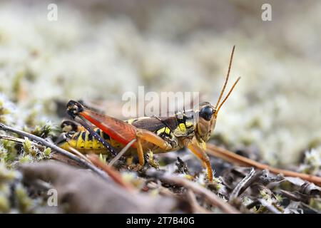 Podisma pedestris, known as common mountain grasshopper Stock Photo