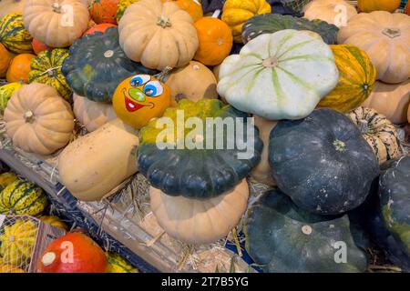 Pumpkins for decorative purposes in various shapes and colors. Close up. Stock Photo