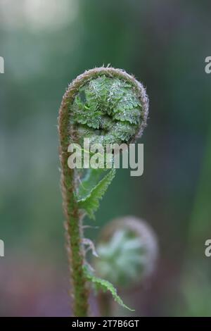 Dryopteris filix-mas, commonly known as male fern or worm fern, wild plant from Finland Stock Photo