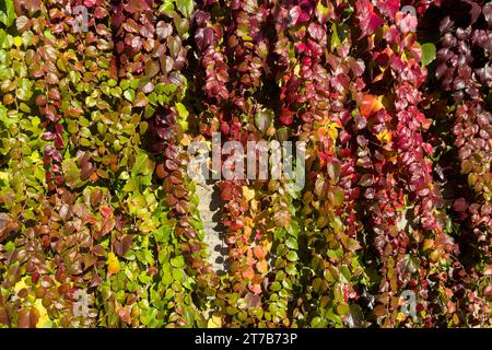 Multicolored bright autumn leaves of a creeping plant on a stone wall. Close up. Stock Photo